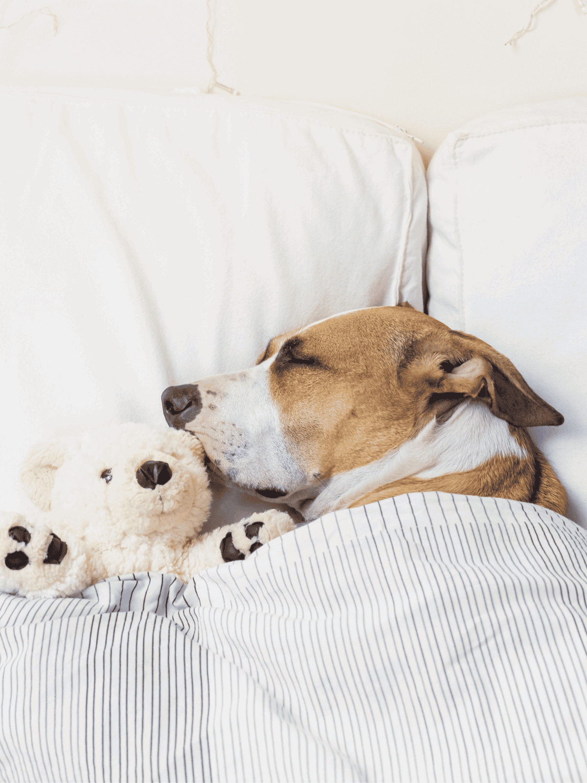 Dog sleeping peacefully with teddy bear on bed for dog comfort and wellness.