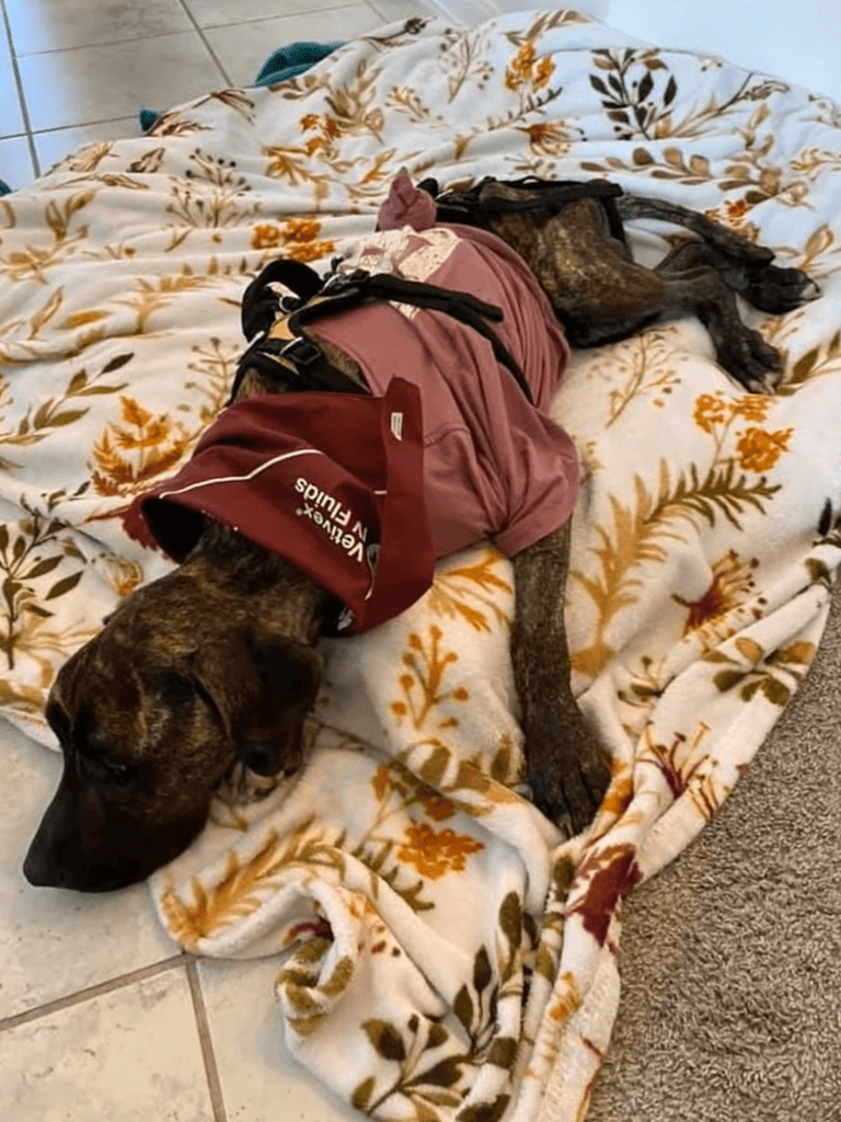 Service dog resting on a cozy, floral blanket after training session.