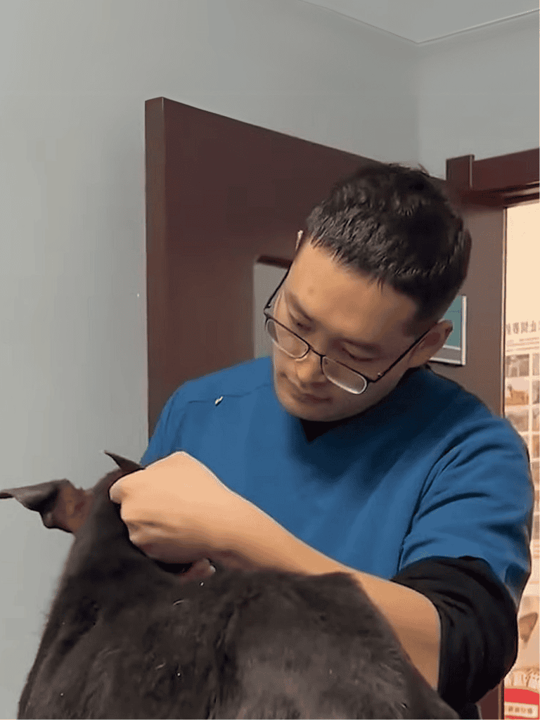 A veterinarian examining a black cat in a clinic setting.