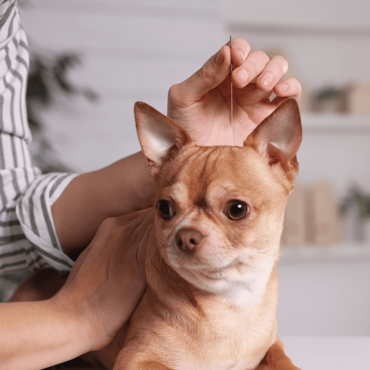 Dog getting flea treatment from owner, dog grooming, flea prevention, pet care, dog health.