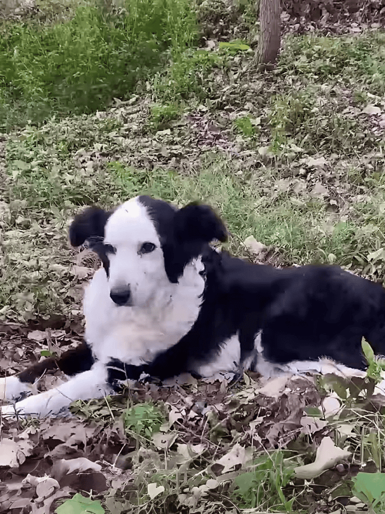 Young black and white Border Collie mix puppy lying on leaf-covered ground outdoors.