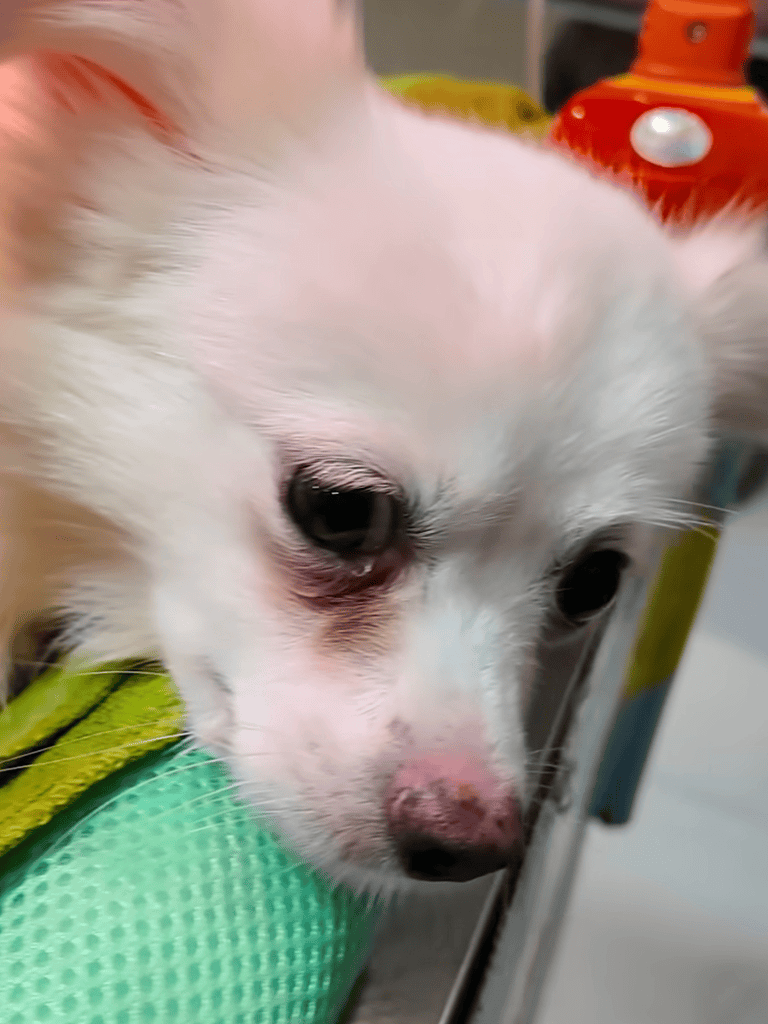 Adorable white puppy with big dark eyes relaxing gently.