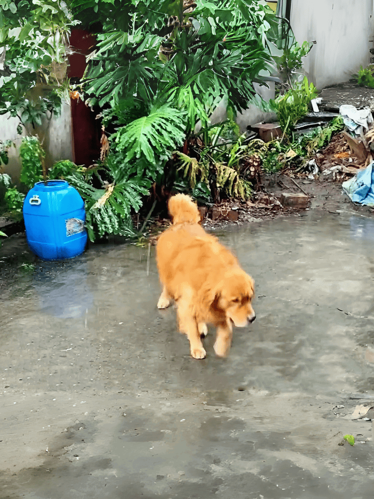 Bright golden retriever walking on wet concrete surface.
