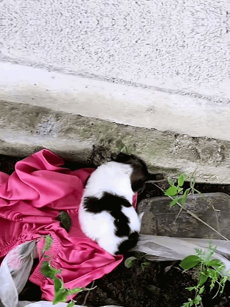 Adorable black and white puppy resting on pink cloth outside.