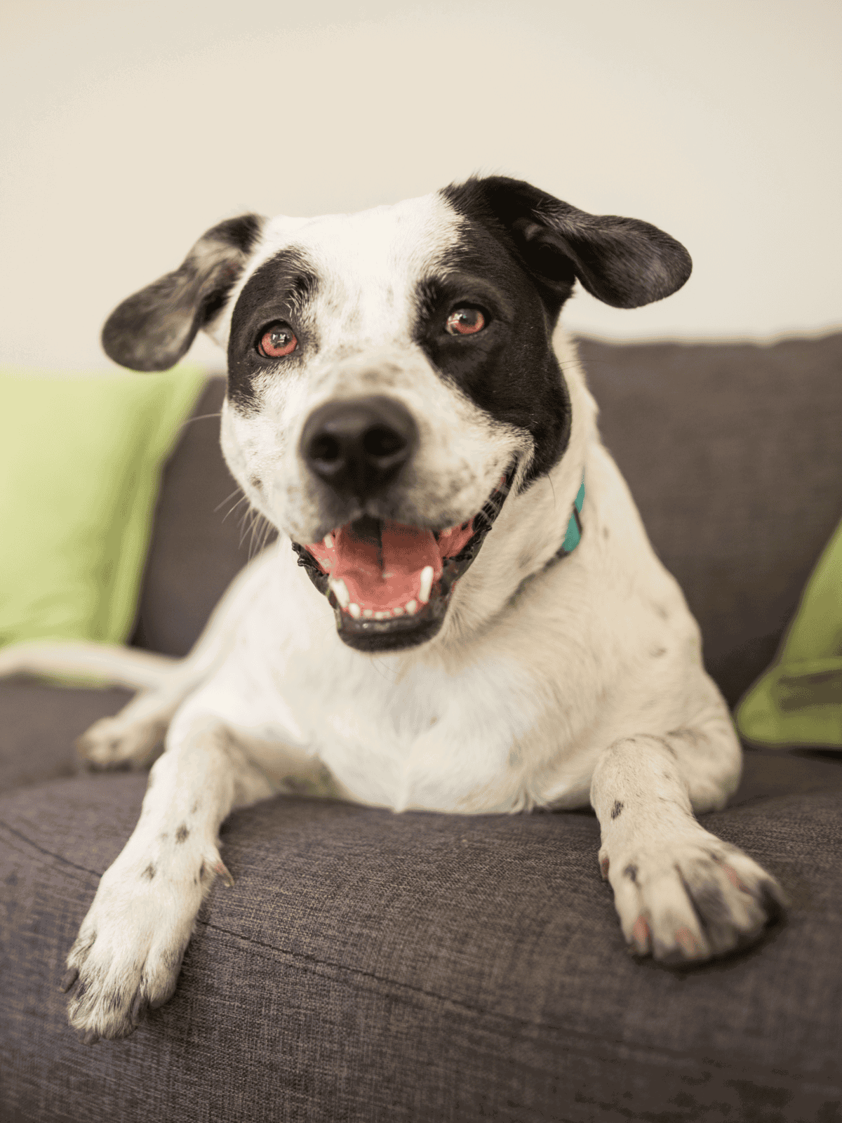 Adorable black and white dog relaxing on sofa, cheerful and happy, perfect for pet lovers.