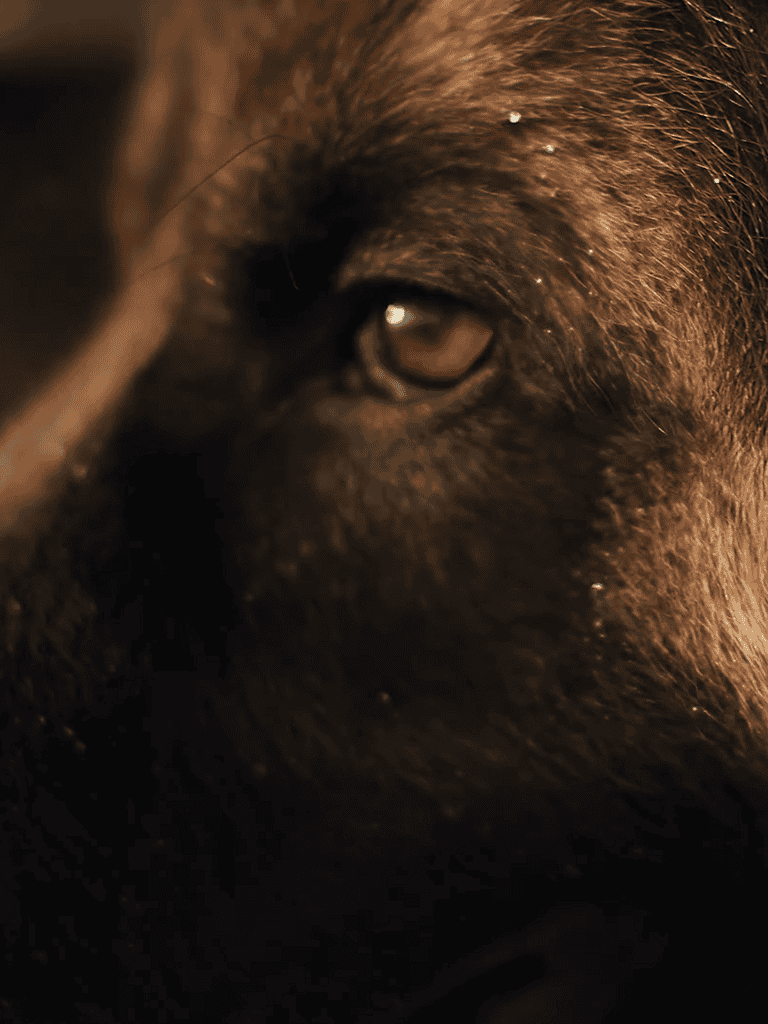 Cute puppy eye close-up with soft fur and gentle expression.