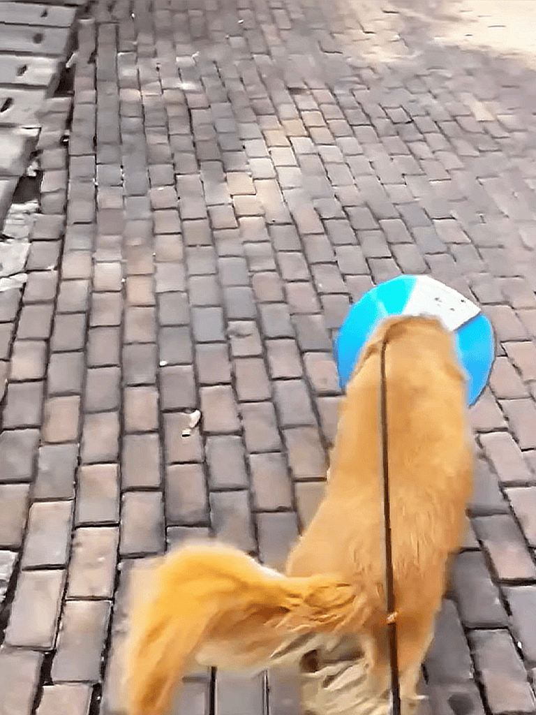 Cute golden retriever with a protective cone walking on brick sidewalk.