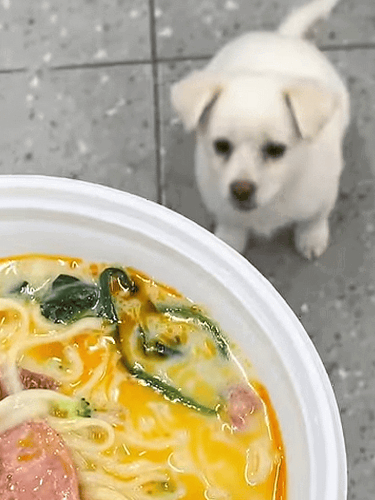 Cute puppy watching food craving.