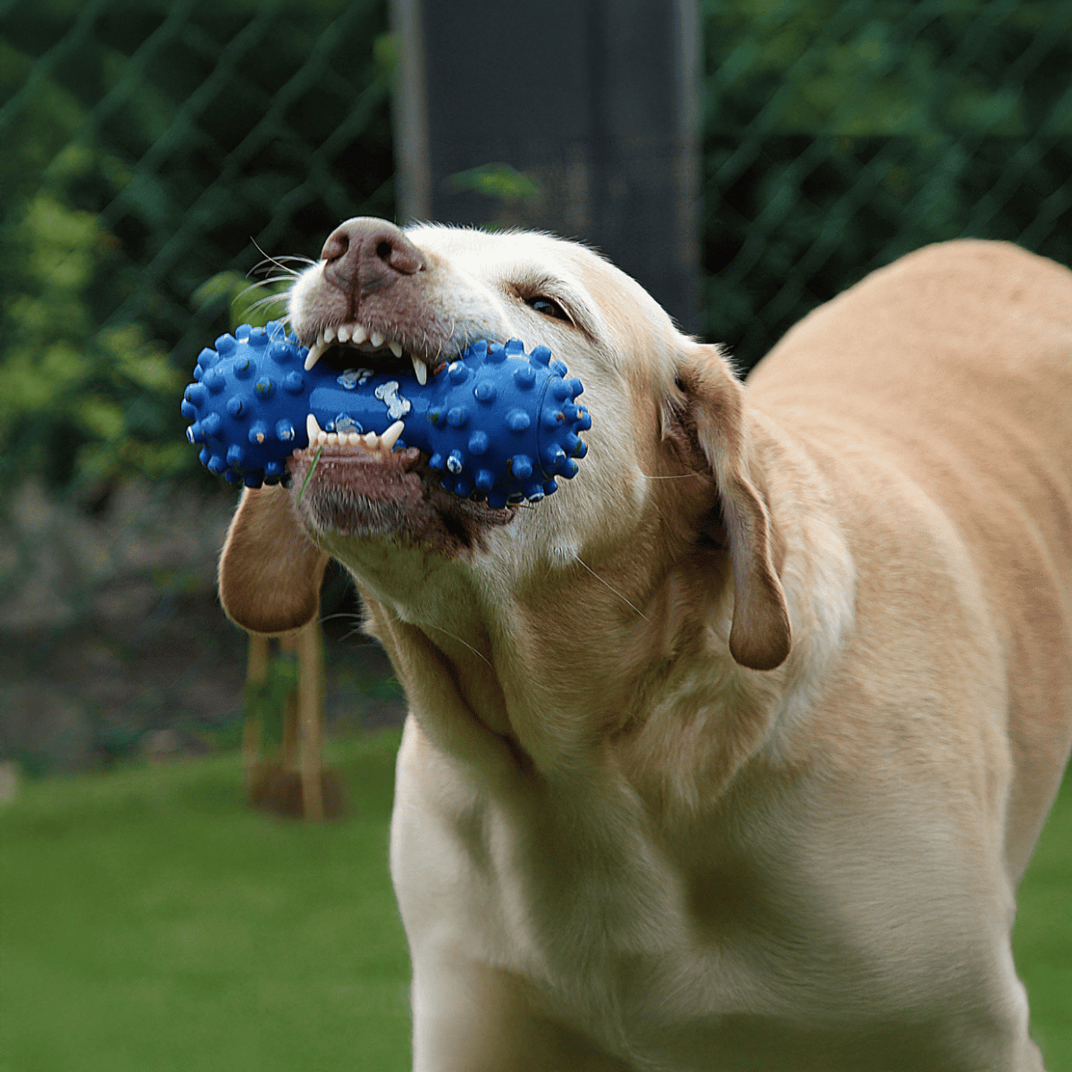 Dog with blue chew toy, playful Labrador retriever enjoying outdoor playtime.