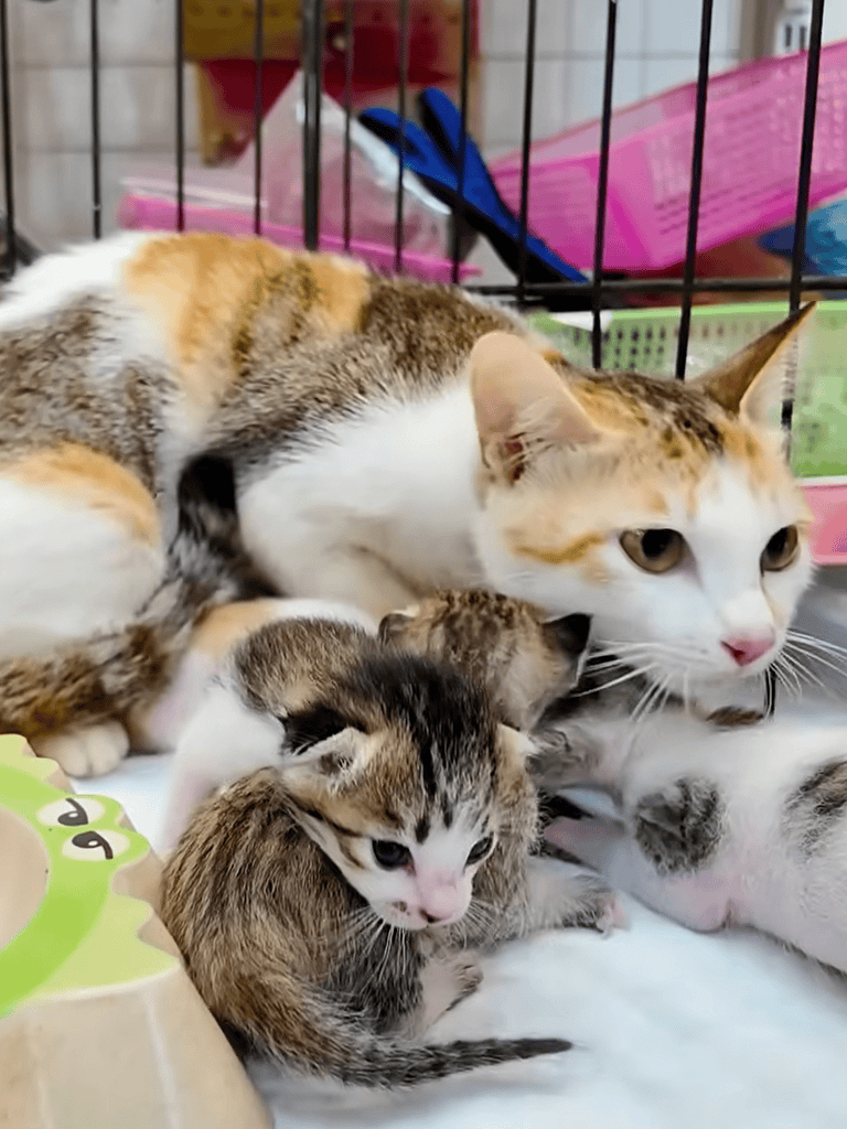 Adorable mother cat nursing small kittens inside a cage, showcasing maternal love and kitten care.