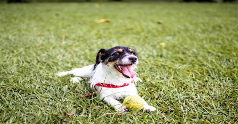Adorable dog lying on grass with tennis ball, enjoying outdoor playtime and exercise.