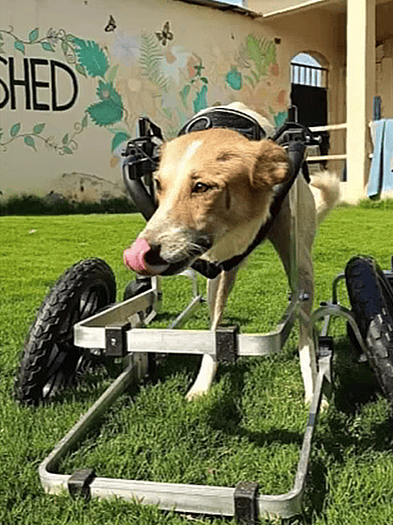Accessible dog mobility aid for pets with injuries or disabilities.