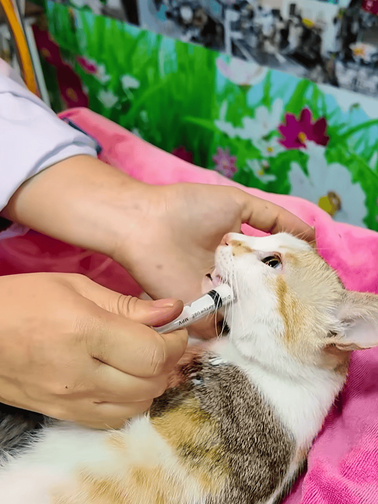 Vet giving medication to a kitten for pet health and wellness.