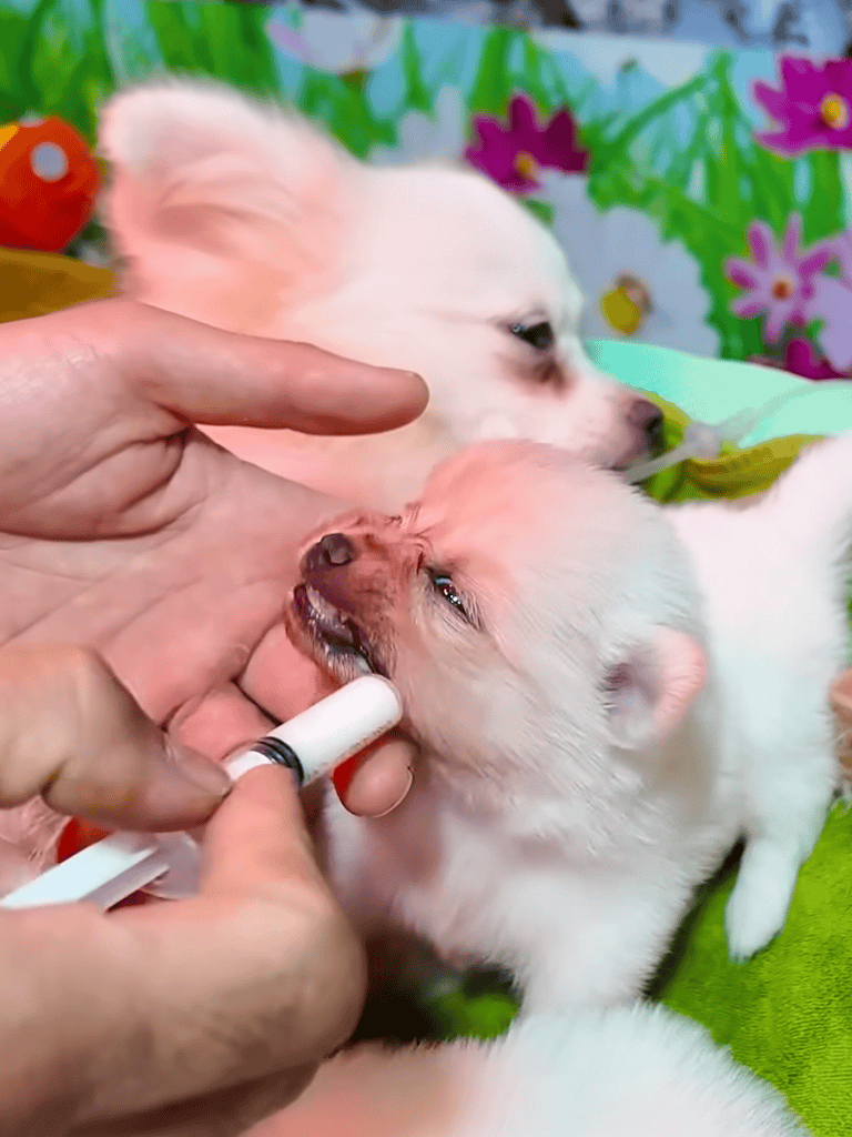 Cute puppy getting oral medication from owner.