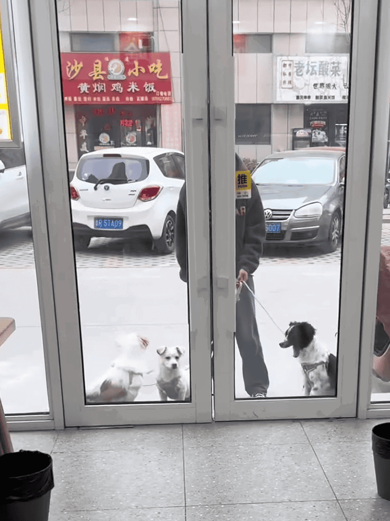 Person with three dogs waiting outside glass door.