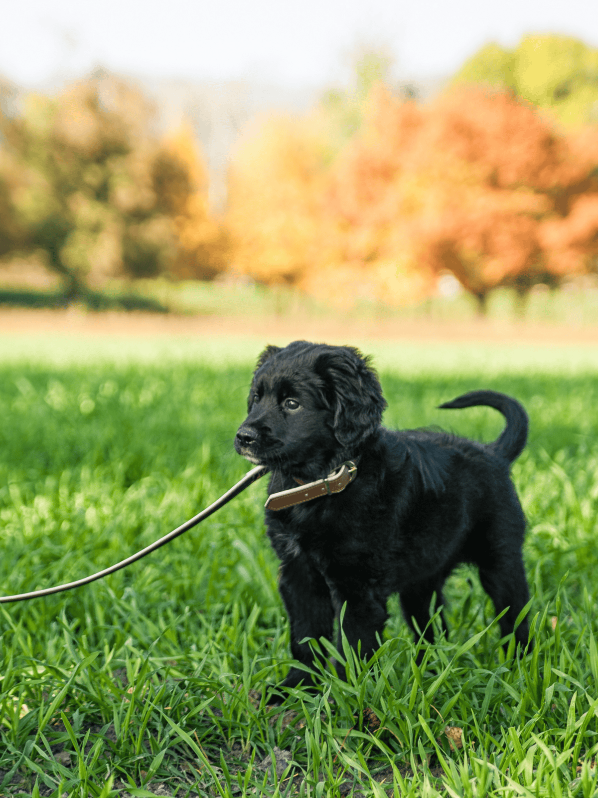 Adorable black puppy enjoying a walk on lush green grass in a park during fall.