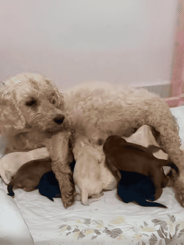 Cute puppy care, nursing mother dog and puppies, adorable pet, and animal parenting.