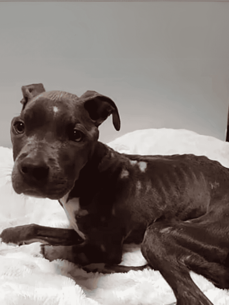 Adopt a loving and loyal Pitbull mix dog from Dogfix.com, perfect for a caring home.