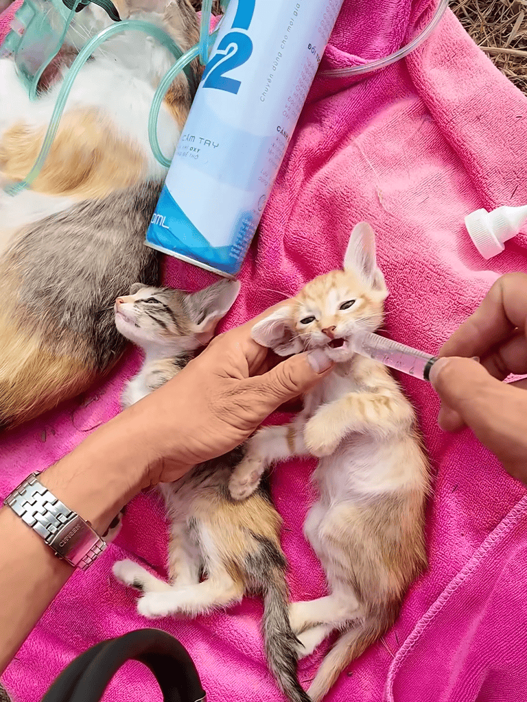 Alt text: A kitten receiving an oral vaccine while lying on a pink towel, with veterinary supplies nearby.