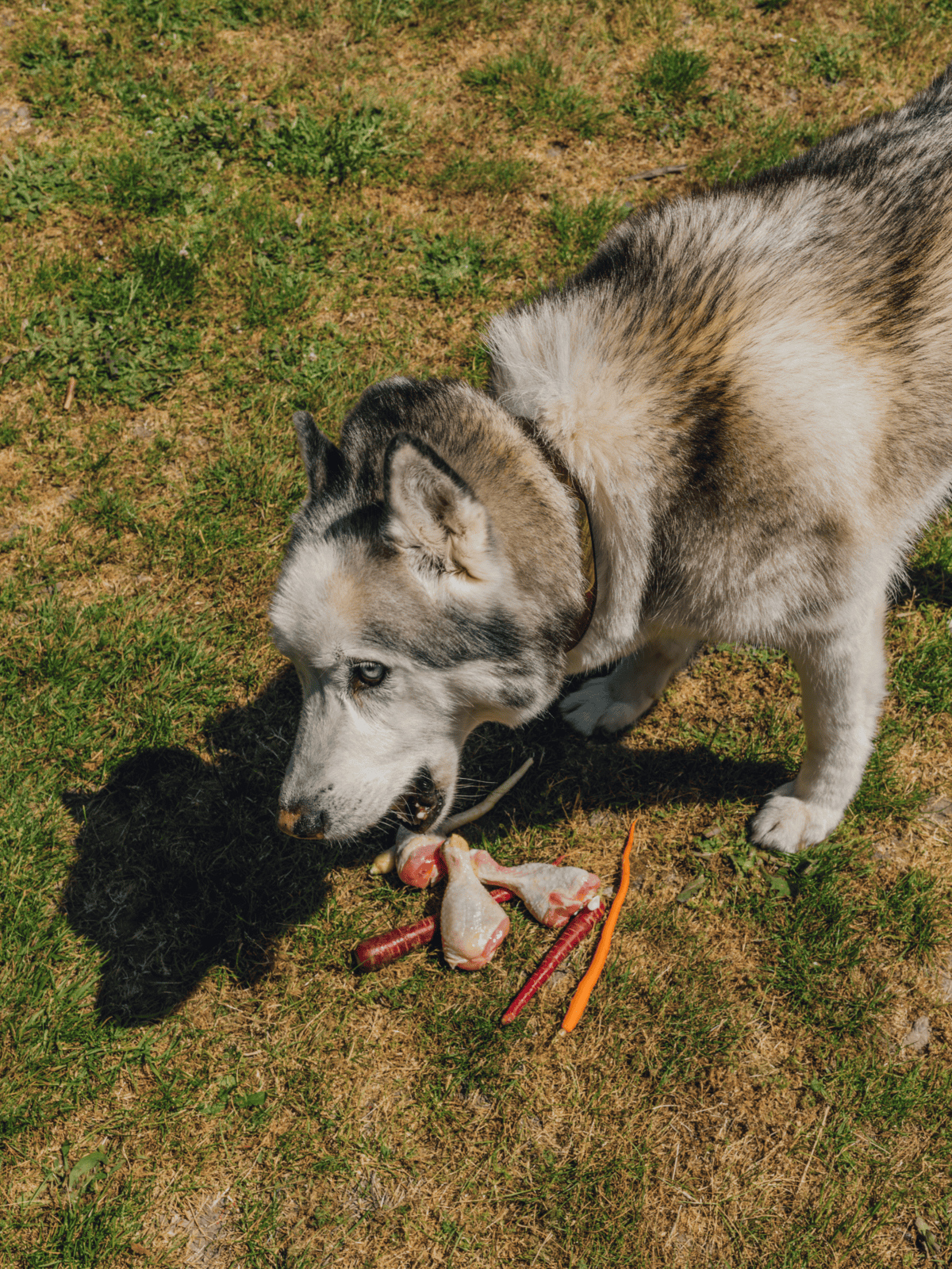 High-quality Siberian Husky with blue eyes enjoying raw meat outdoors.