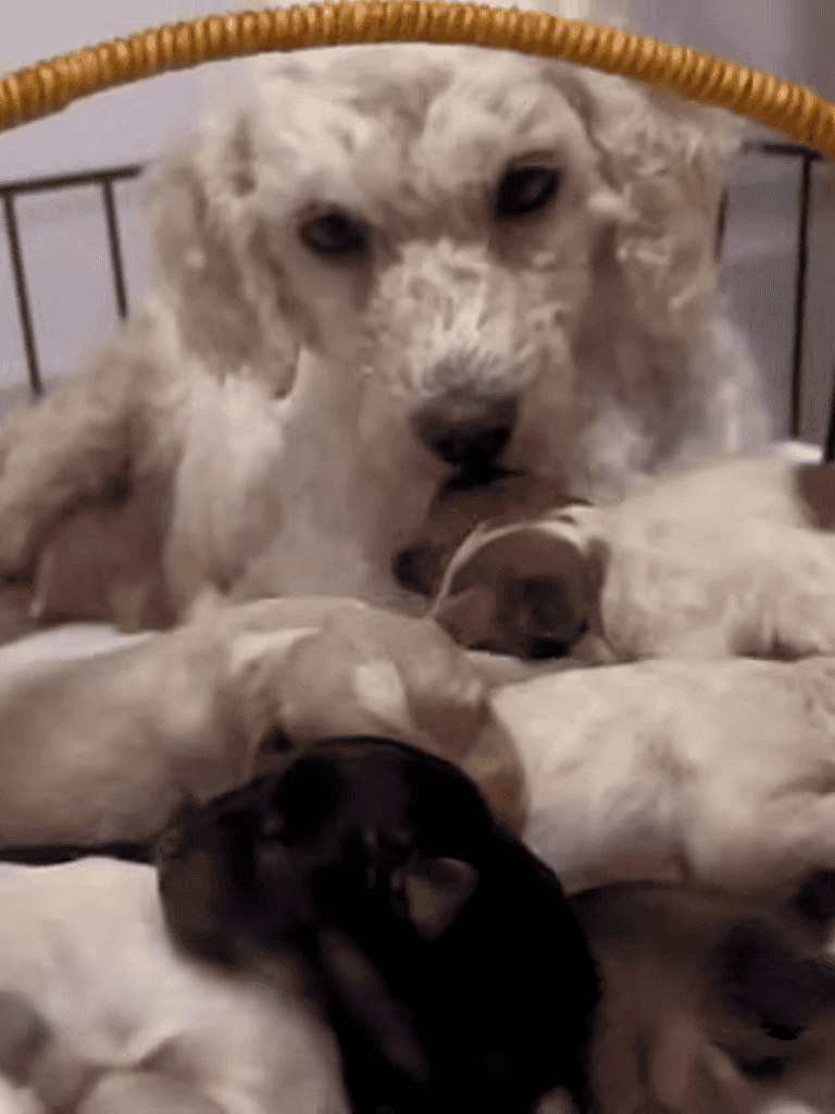 Adorable litter of puppies with their mother, perfect for dog lovers and pet care.