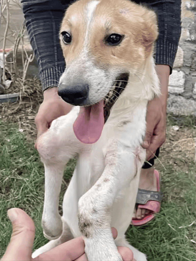 Adorable puppy being held by a person with a joyful expression on its face.