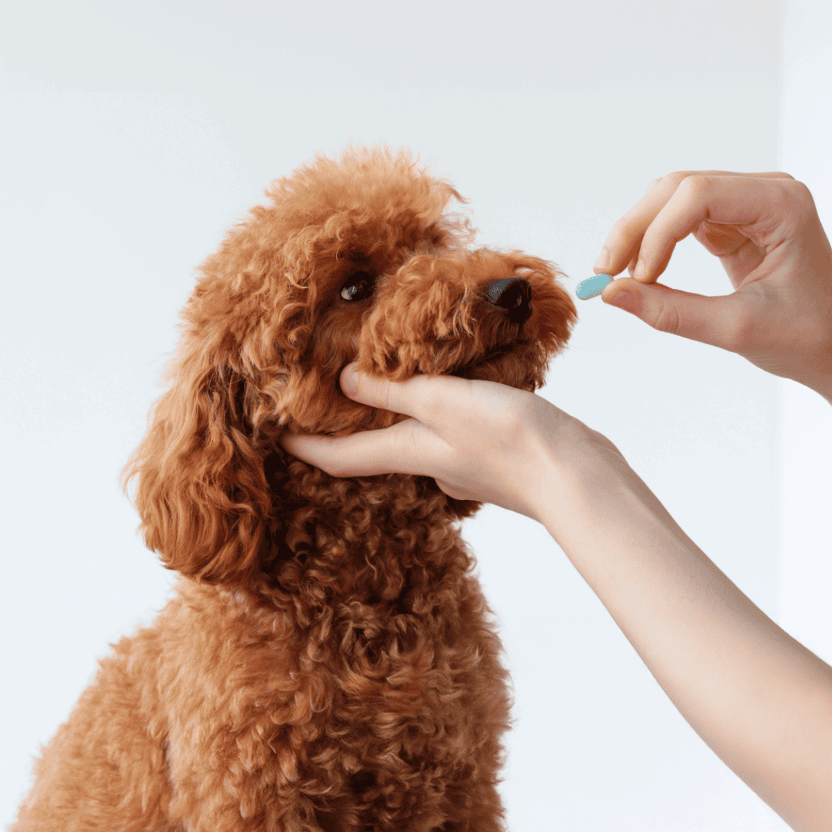 Dog receiving pill from owner.