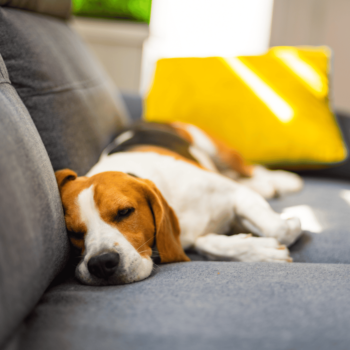Dog lying on couch resting peacefully, comfortable pet relaxation at home.