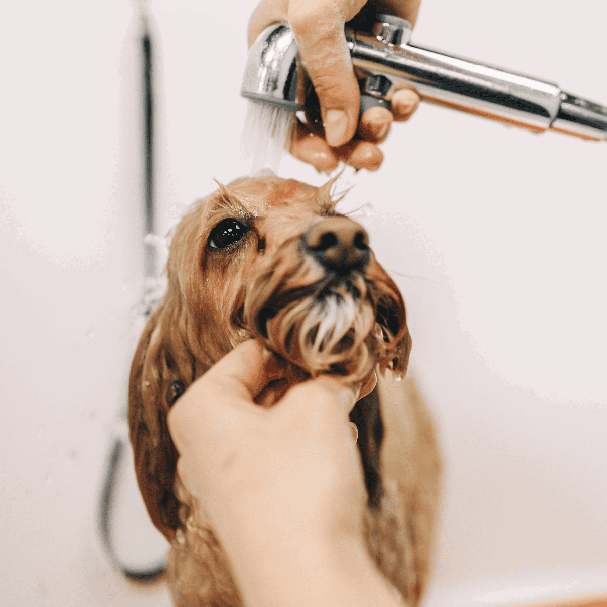 Close-up of a dog being bathed, showing grooming process and attentive care.