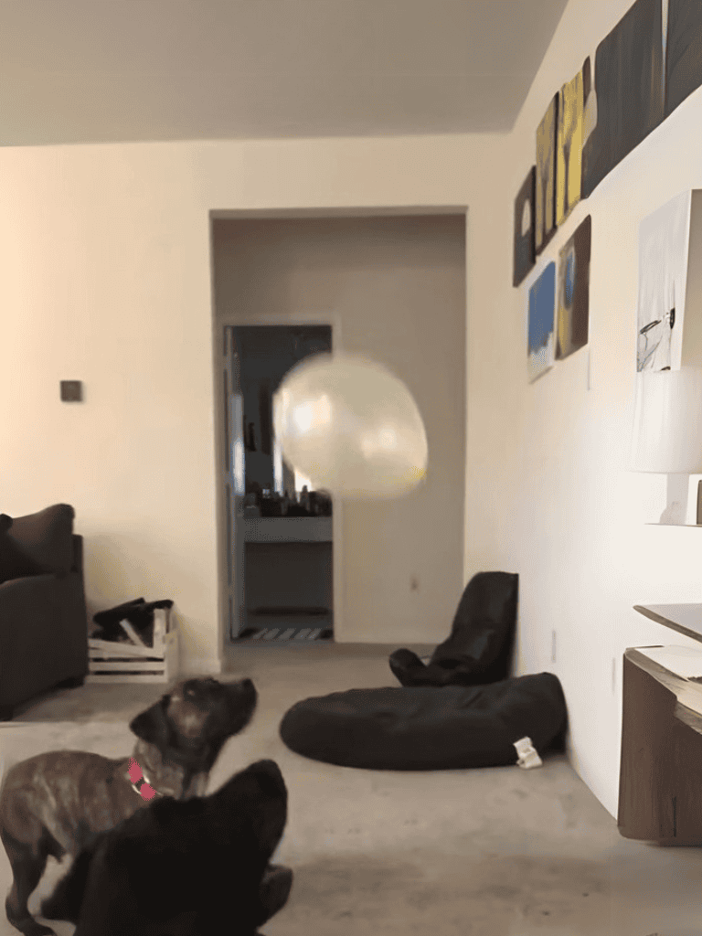 Playful dog with rubber ball toy in living room.