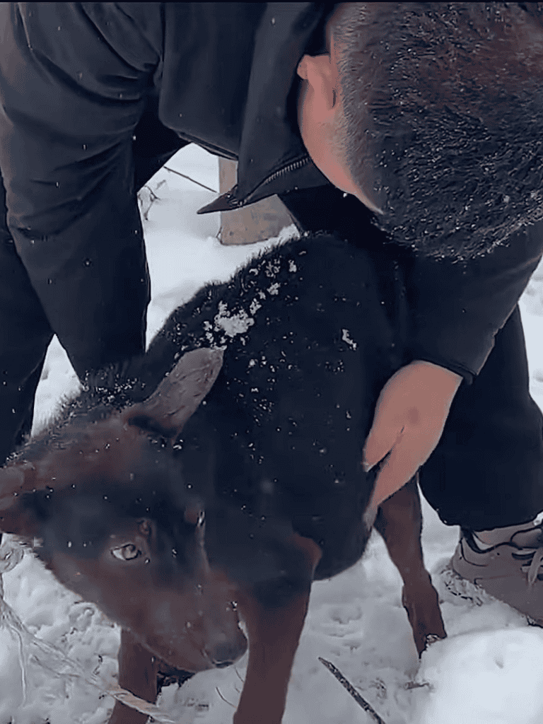 Dog rescue in snowy environment with caring person assisting the dog.