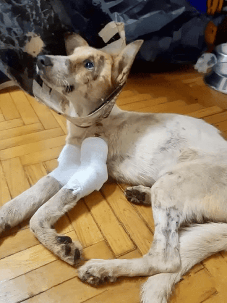 Dog with Cone and Bandages on Legs.