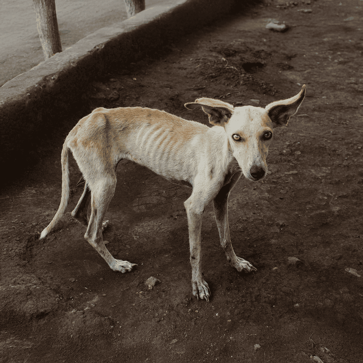 Haggard, abandoned dog with visible ribs on dirt ground, seeking care and love.