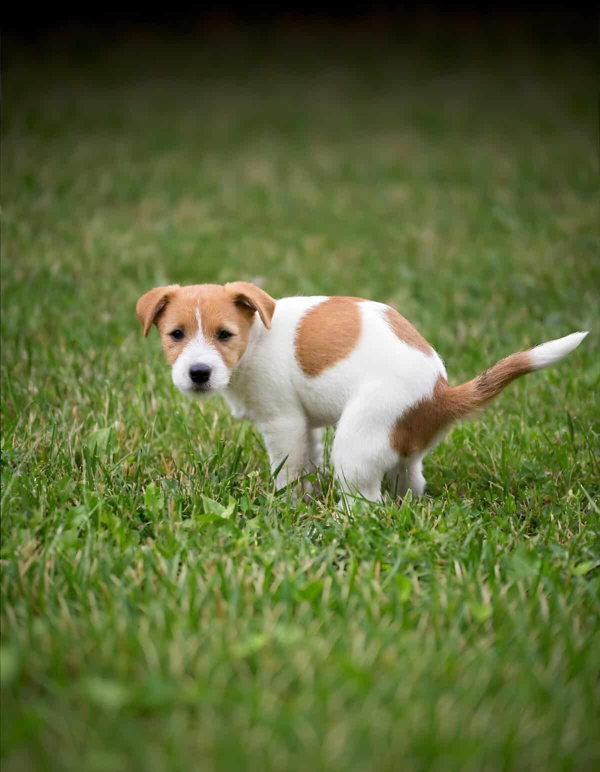 Cute Jack Russell puppy sitting on green grass, perfect for dog care, training, and pet health.