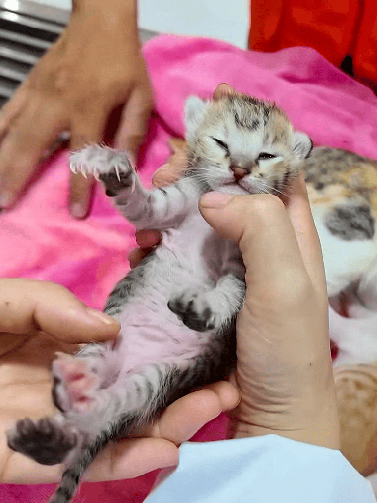 Adorable kitten receiving gentle hold during veterinary checkup for health monitoring.