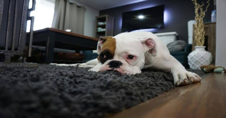 Adorable bulldog lying on a textured rug in a cozy living room, perfect for pet owners seeking dog comfort and relaxation.