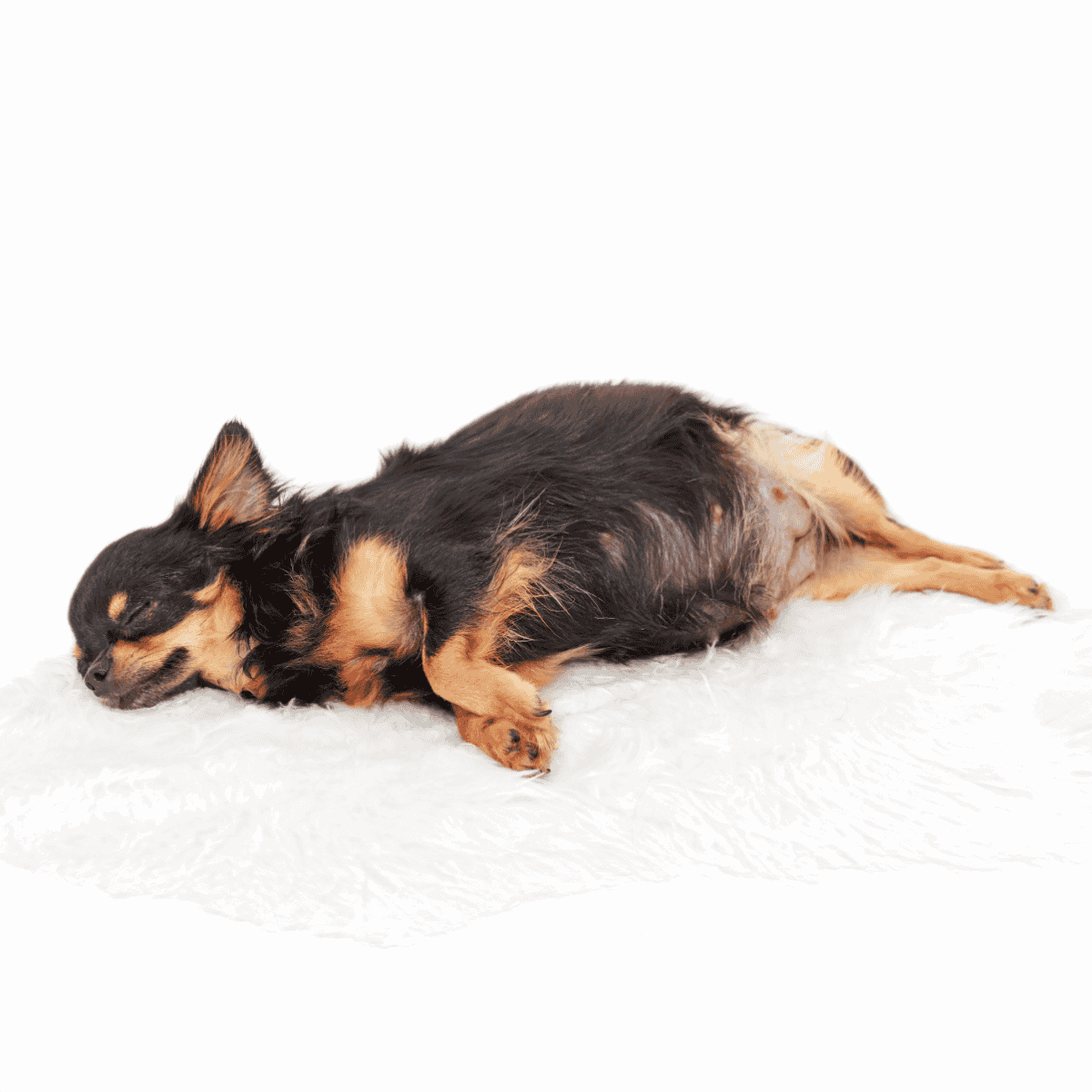 Comfortable small dog sleeping peacefully on a soft white surface.