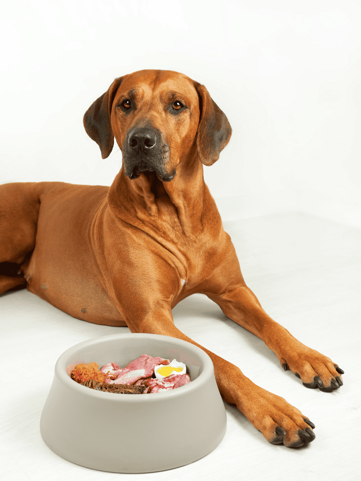 Adorable dog with a bowl of nutritious dog food including meat and eggs, perfect for your pet's healthy diet.