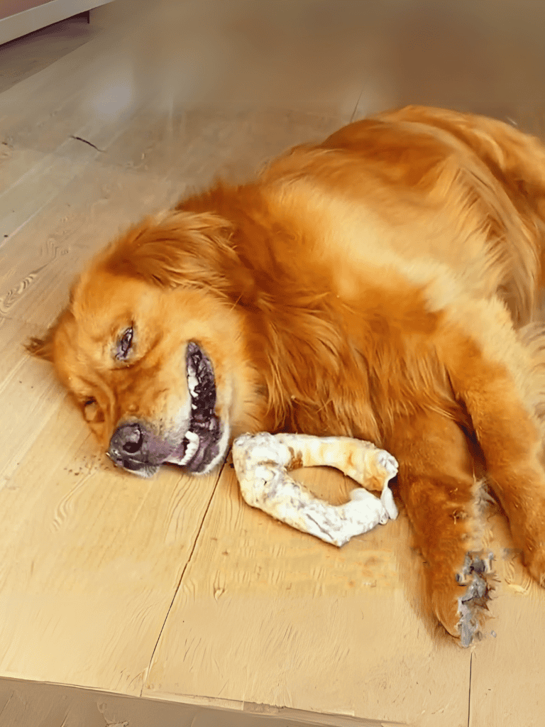 Dog lying on wooden floor with chew toy, looking tired but happy.