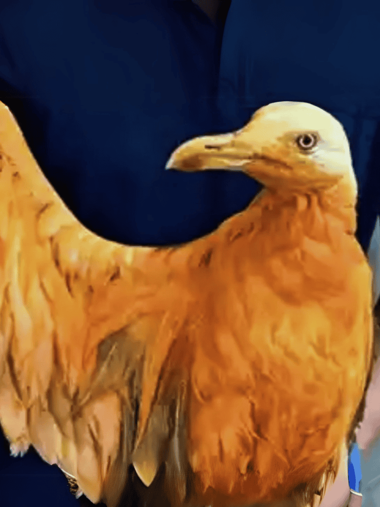 Close-up of a majestic bald eagle showcasing detailed feathers and sharp gaze. Perfect for bird lovers and wildlife enthusiasts.