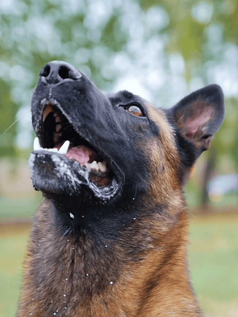 German Shepherd dog playing outside, healthy and happy, ideal for dog grooming and pet health content.