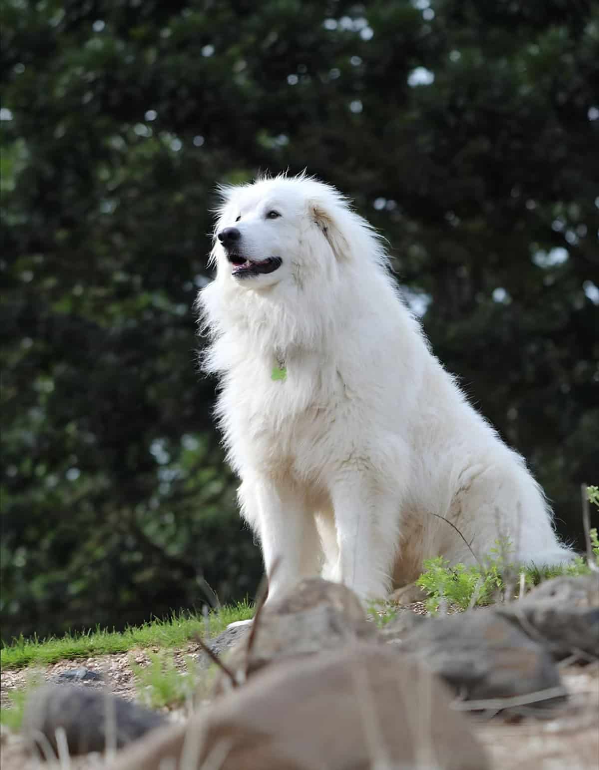 A majestic White Pyrenean Mountain Dog sitting outdoors in a natural setting, showcasing its fluffy white fur and gentle expression.