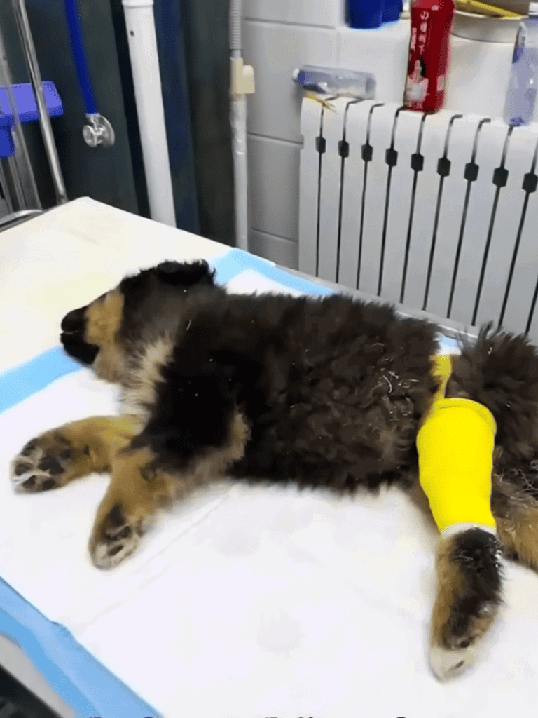 Cute puppy with a yellow cast on its leg lying on an exam table.