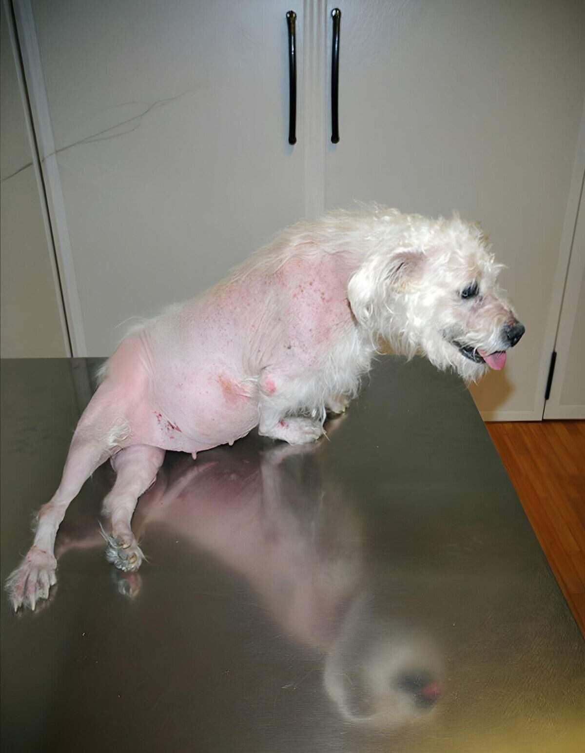 Dog with shaved and cleaned skin, resting on a grooming table, showing post-treatment care.