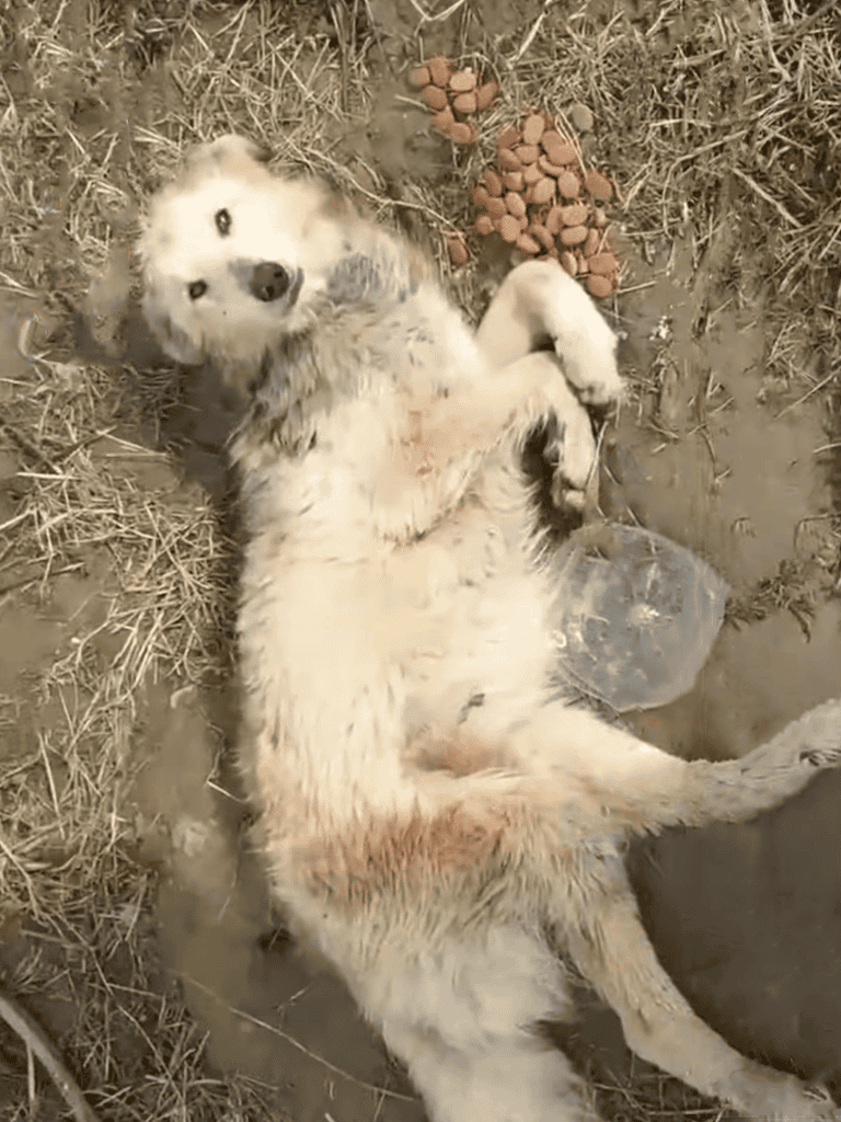 Adorable dog relaxing outdoors, enjoying sunshine, with dry grass and scattered pet food. Perfect for dog care content.