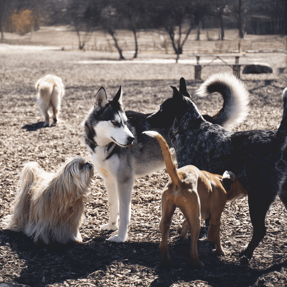 Dog park, socializing, dogs playing, outdoor fun, canine activity, dog community.