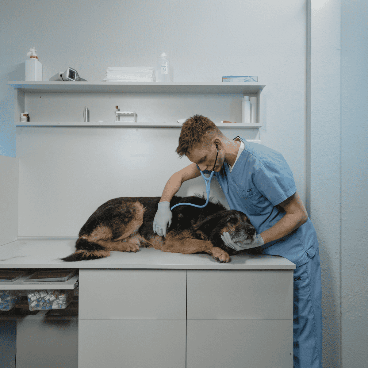 Vet caring for a dog at veterinary clinic for health checkup.