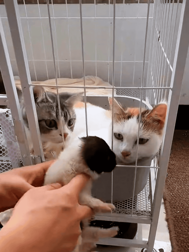 Cats in enclosure at shelter ready for adoption.