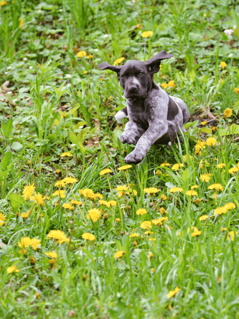 A black and gray spotted puppy running through a green field filled with yellow dandelions and lush grass.
