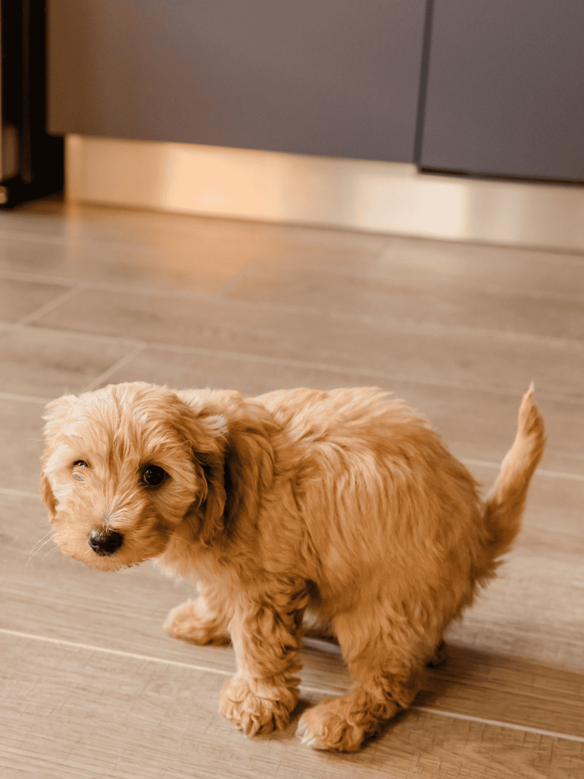 Adorable golden puppy sitting indoors with a curious expression. Perfect for pet care, dog training, and puppy grooming topics.
